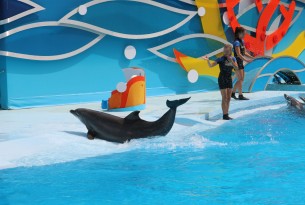 A dolphin performing for entertainment. Wildlife. Not entertainers - World Animal Protection