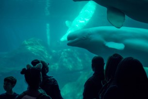 Beluga whale in an aquarium with people watching through the glass