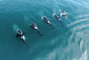 A pod of orca whales in the wild