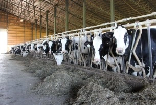 Dairy cows housed in tie stalls on a farm in Canada.