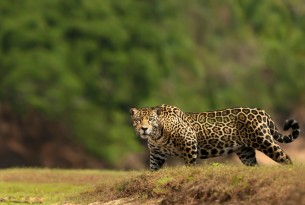 Seize faits fascinants sur le jaguar