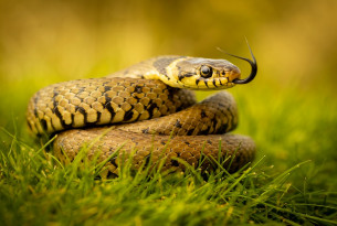 A wild snake basking in the sun