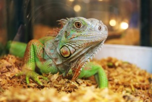 An iguana in a cage at a pet store