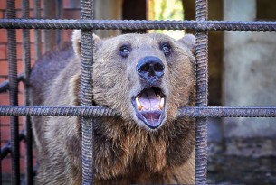 One of the bears kept in a cage at a restaurant in Sochi, Russia