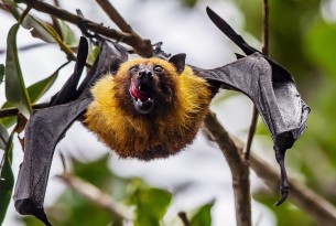 A bat hanging from a tree