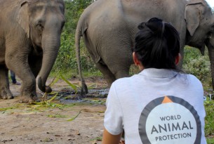 World Animal Protection are working with Happy Elephant Valley to transition their current camp to a high welfare, elephant friendly, venue where elephants will have the freedom to be elephants instead of entertainers. Credit Line: World Animal Protection