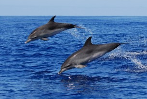 dolphins, captivity 