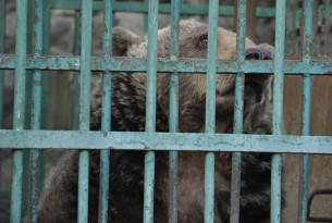 Après 20 ans de captivité, un ours trouve la liberté
