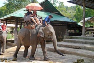 The cruelty behind elephant rides