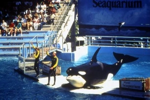 orca show in USA