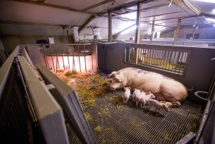 Un grand producteur de porc transformé améliore l’étiquetage de ses produits