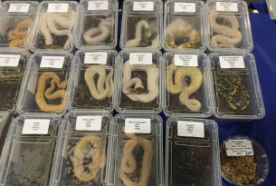 Serpientes en cajas plasticas listas para ser vendidas 