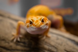 A gecko looking at the camera