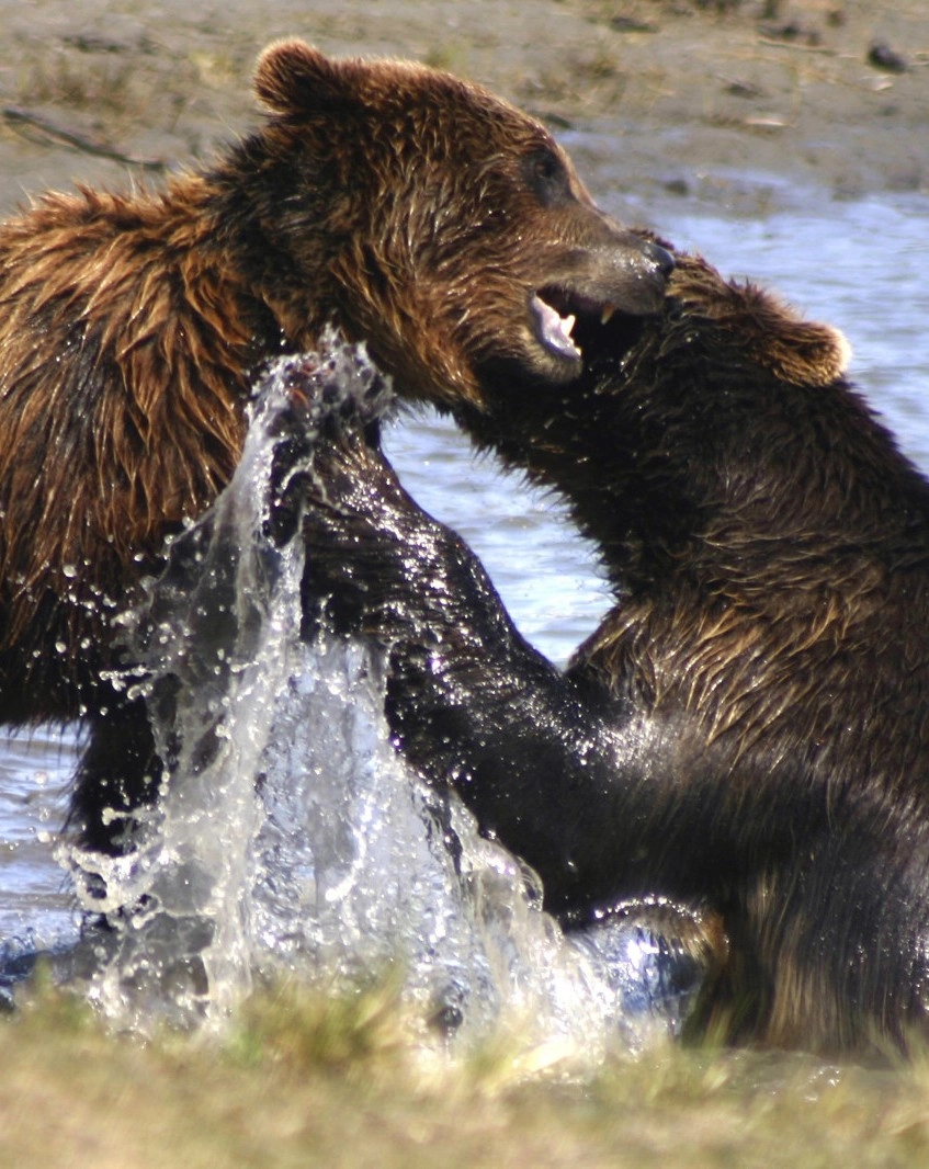 Grizzly bears playing in the water