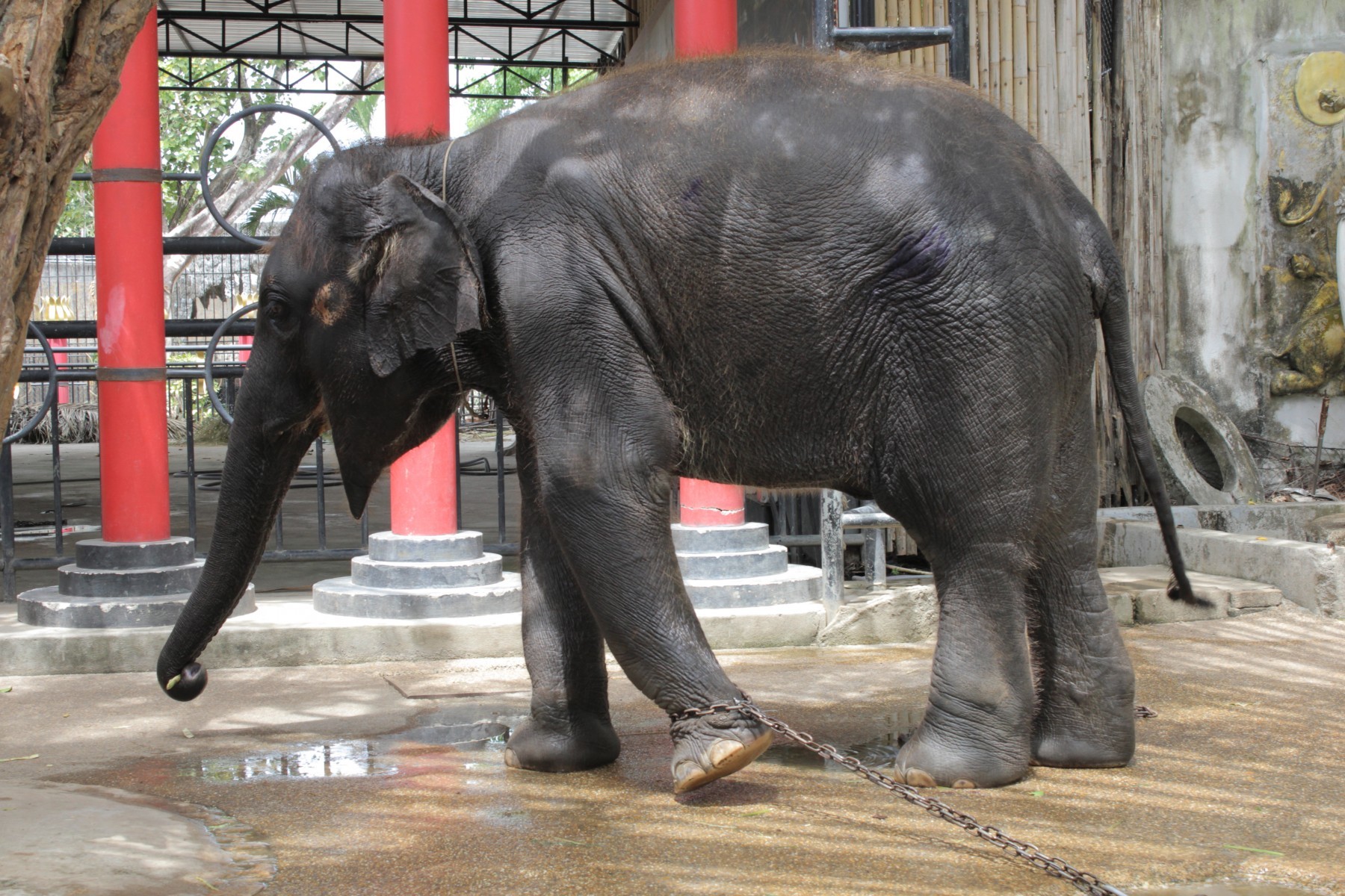 Pictured: An elephant kept in chains.