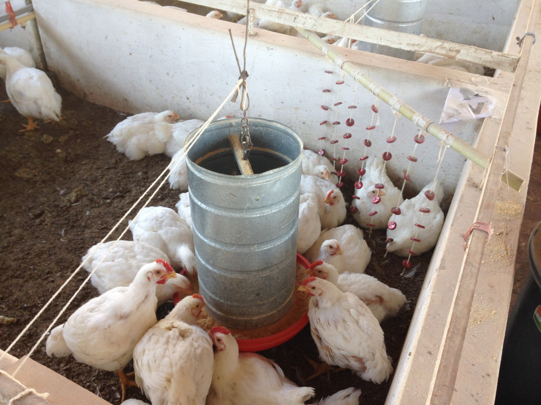 Chickens playing with enrichment at a high welfare farm
