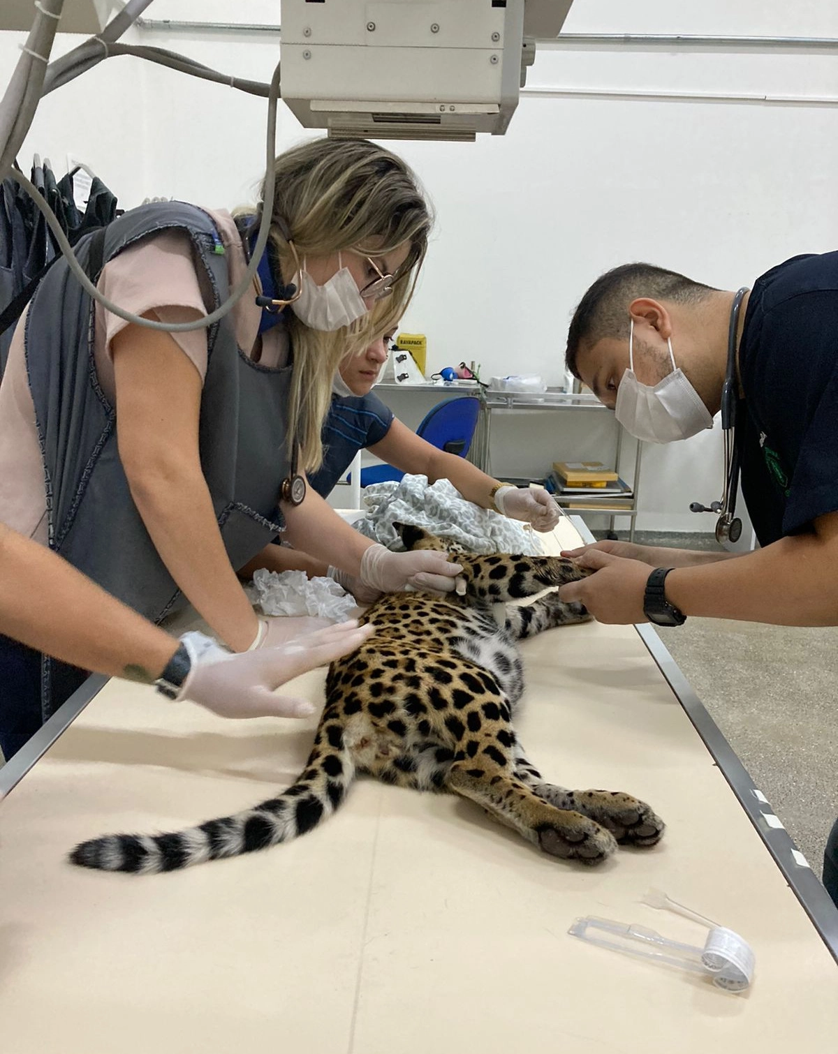 A jaguar cub under veterinary care