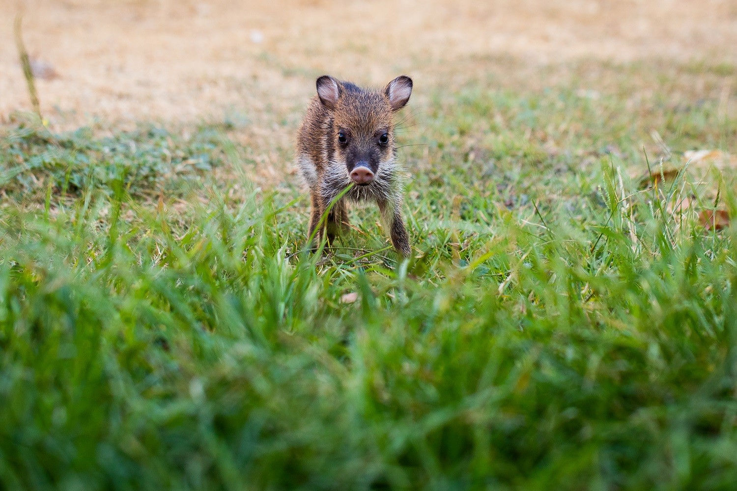 A baby peccary walking in grass