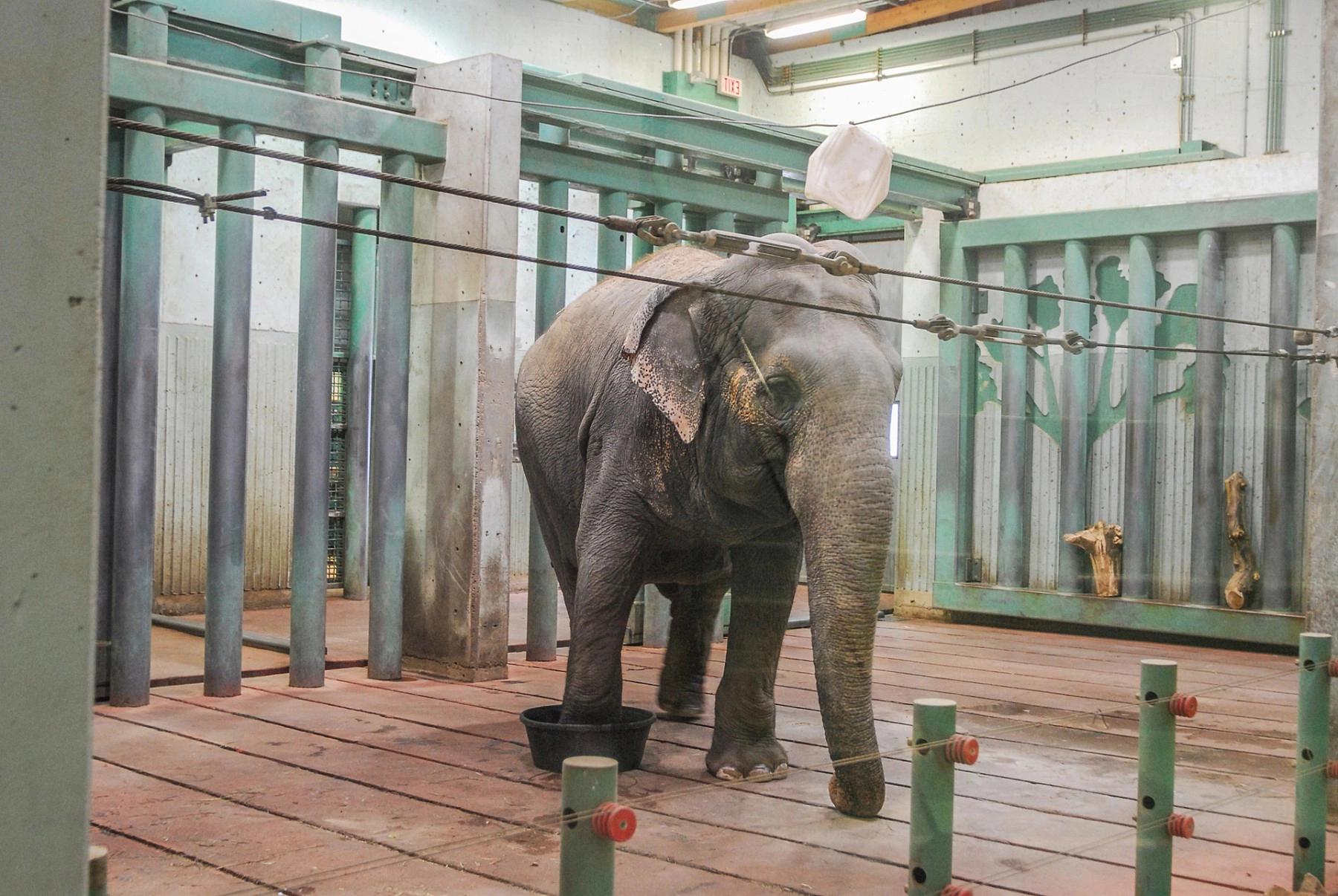 Pictured: Lucy the elephant has spent most of her life living alone at the Edmonton Valley Zoo in Alberta, Canada