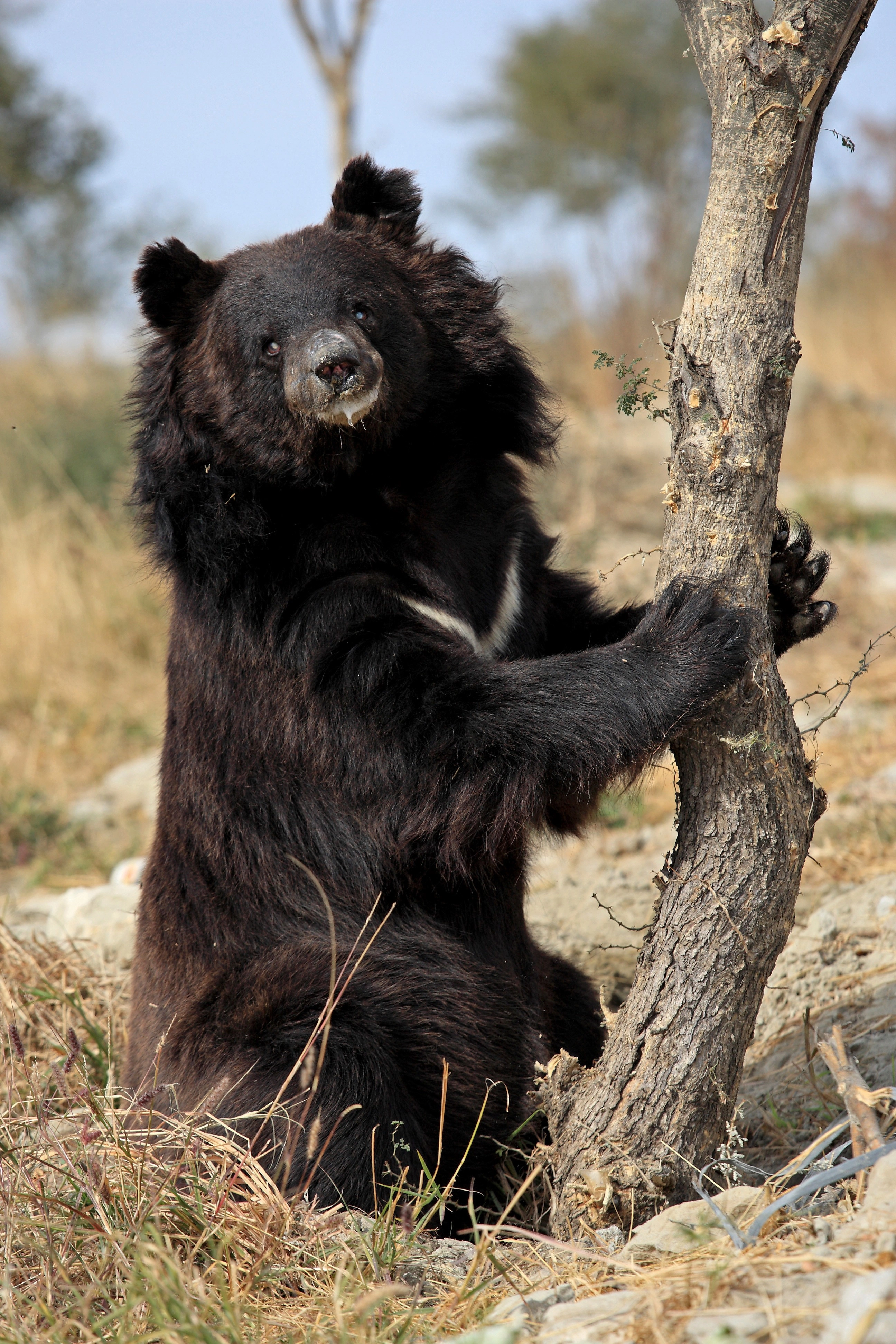 Chowti, a blind female asiatic bear, was used in the bear baiting trade. Her owner refused to give her up for an alternative liveihood and BRC were forced to confiscate her.