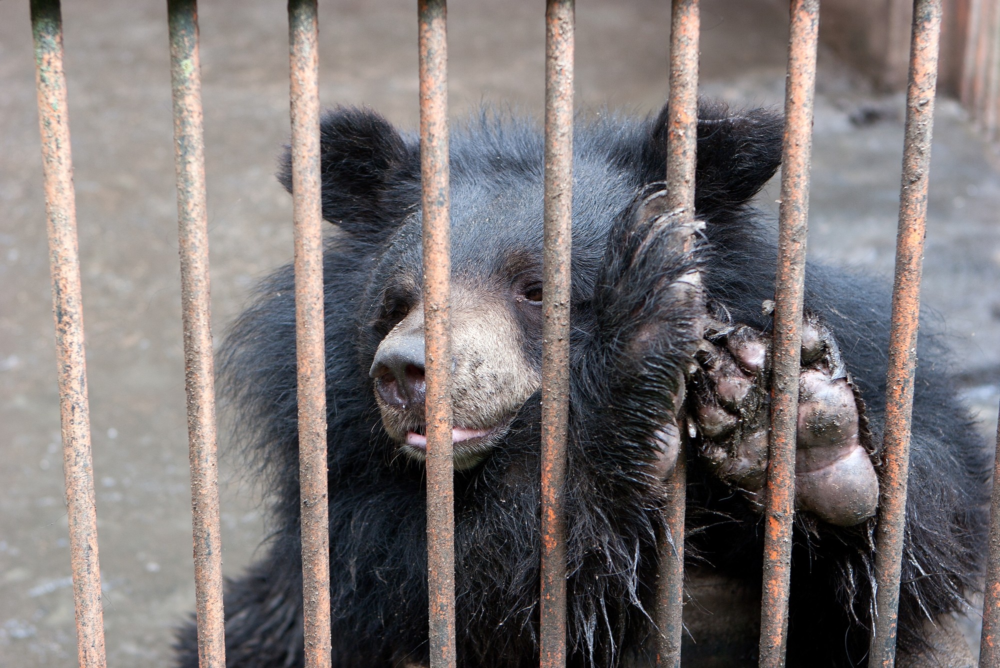 A bear used in the bile industry, South Korea (Green Korea United)