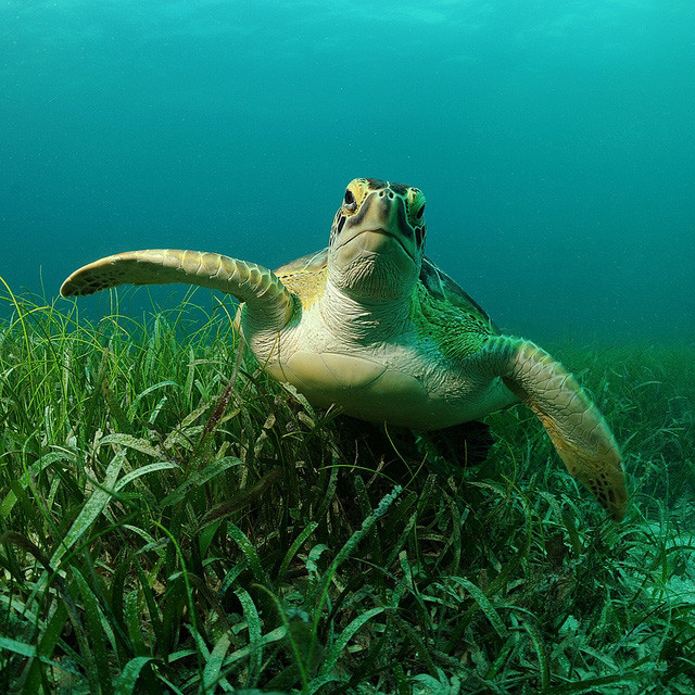 healthy sea turtle