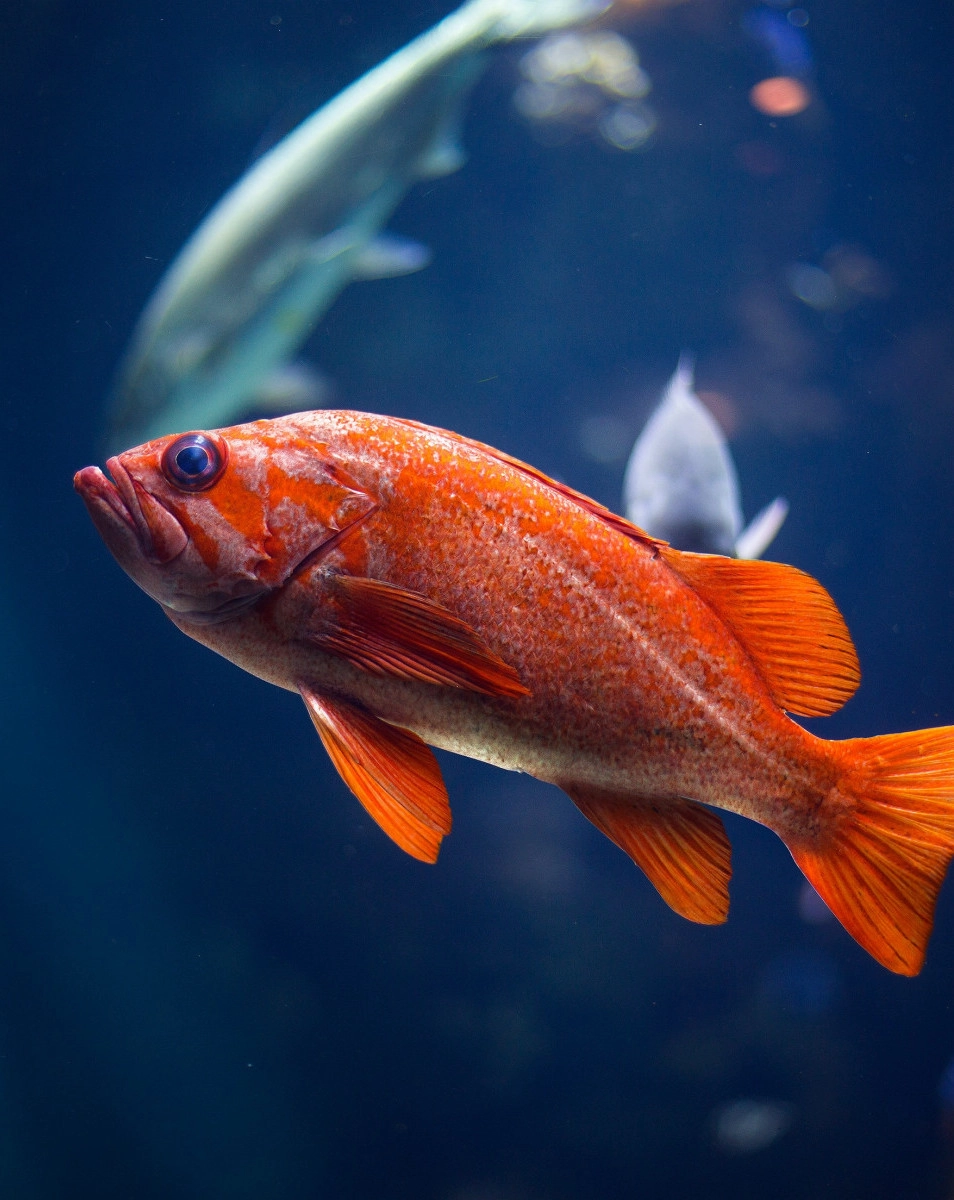 An orange fish swimming in the water