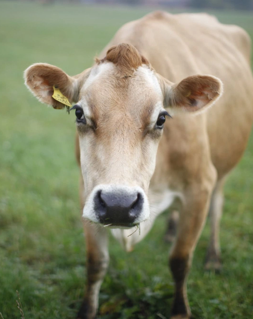 Dairy cow on a higher welfare farm