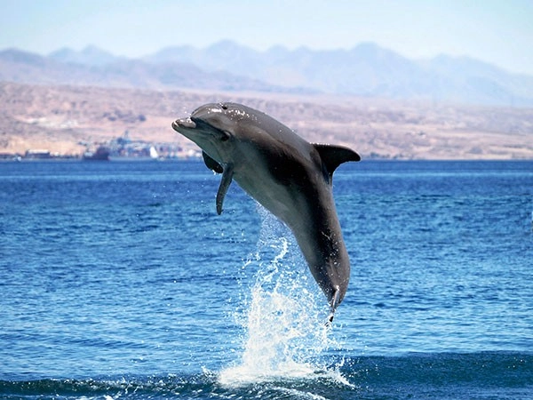 Dolphin in the wild leaping out of the water