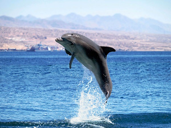 Dolphin in the wild leaping out of the water