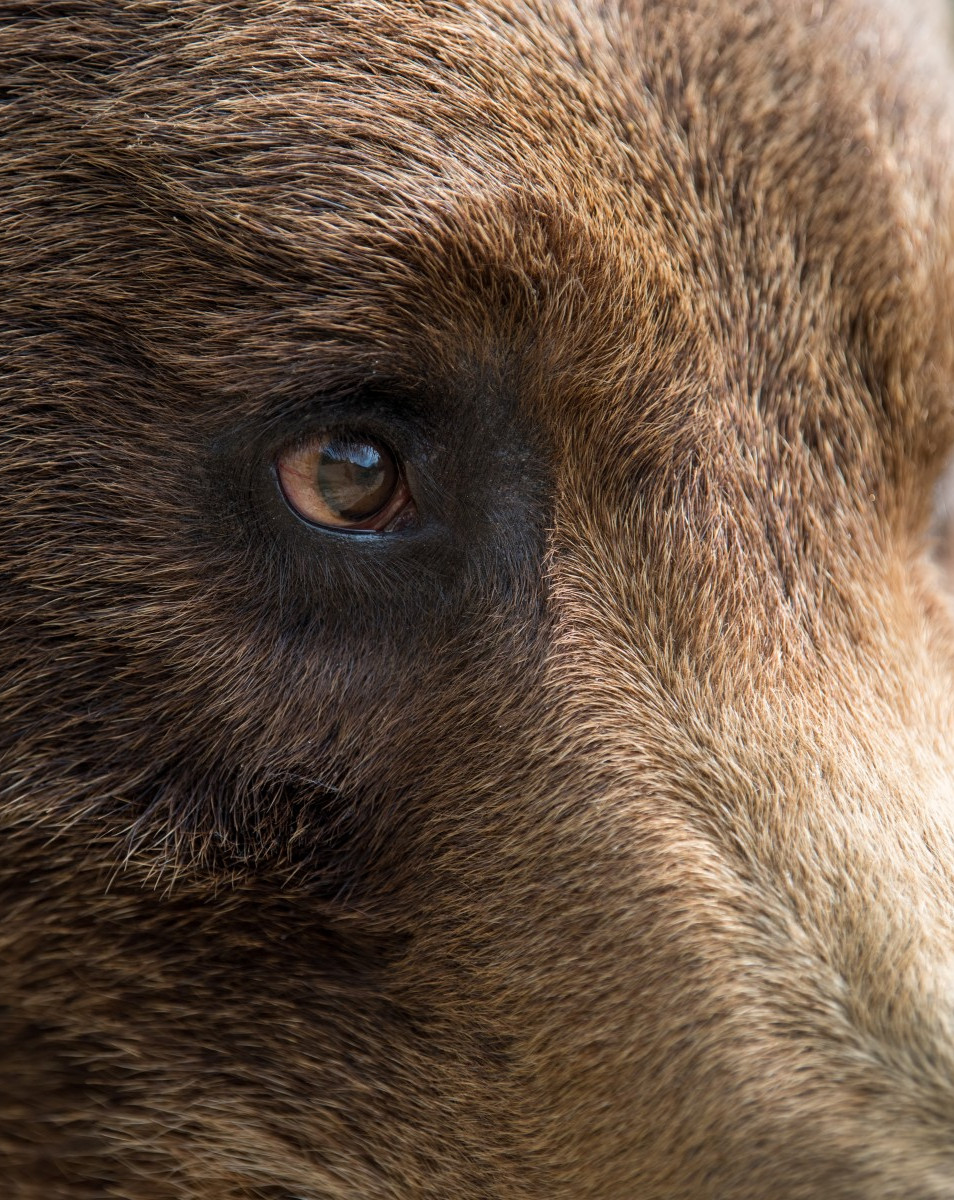 A closeup of a bear