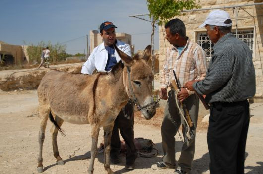 Pour protéger les animaux de trait en Cisjordanie
