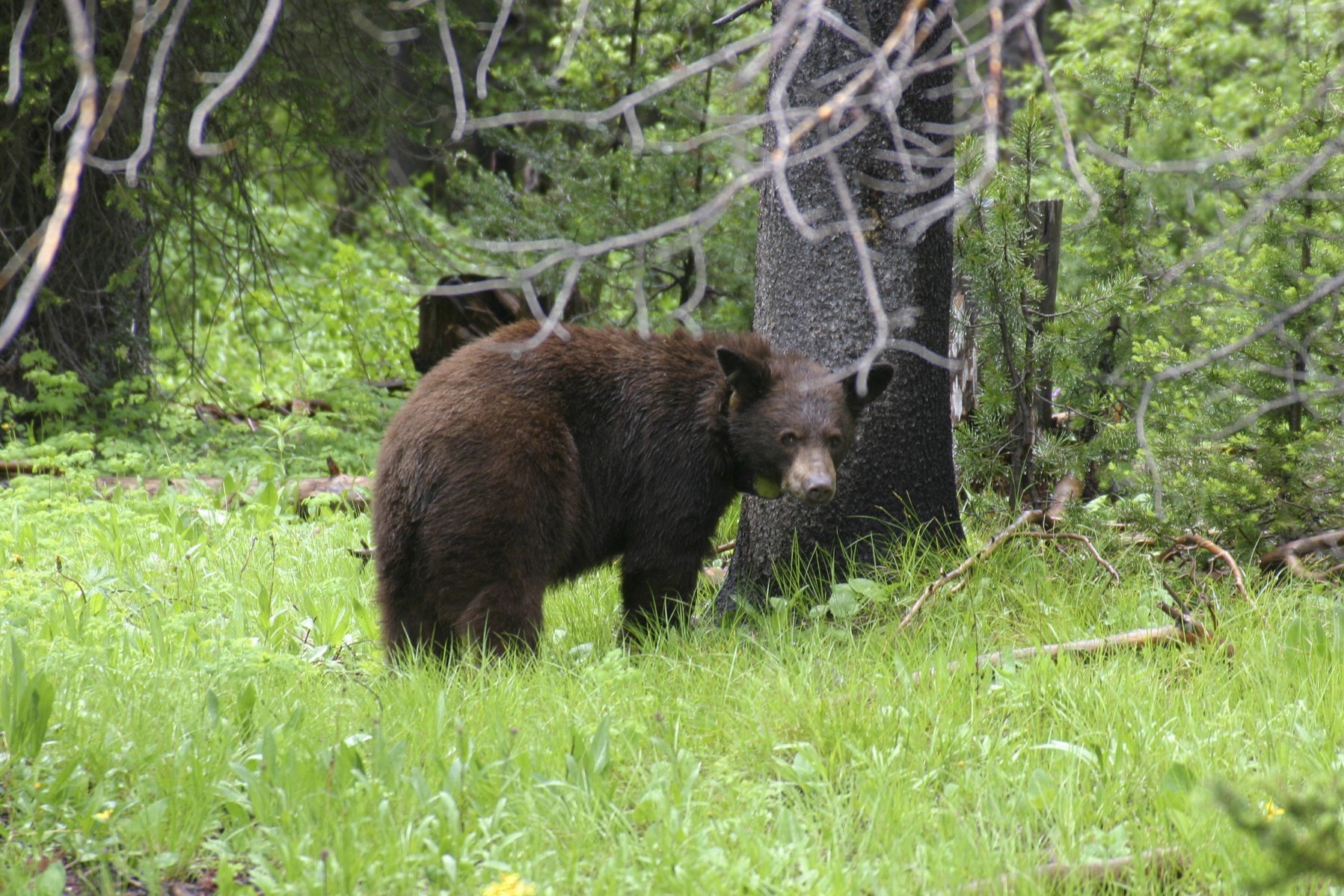 A black bear cub