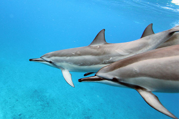 Two wild bottlenose dolphins swim freely in the ocean
