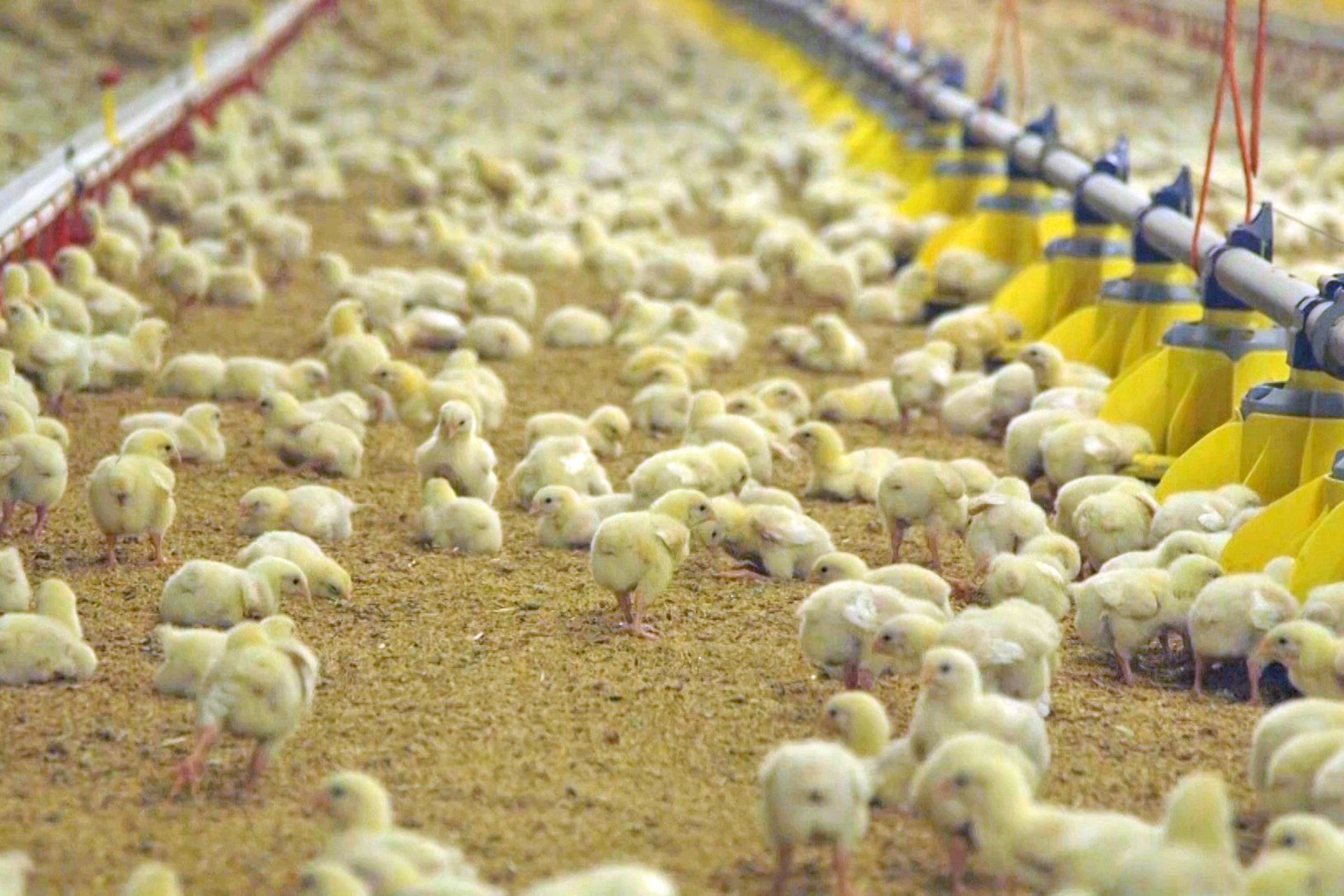 Chicks in an intensive factory farm