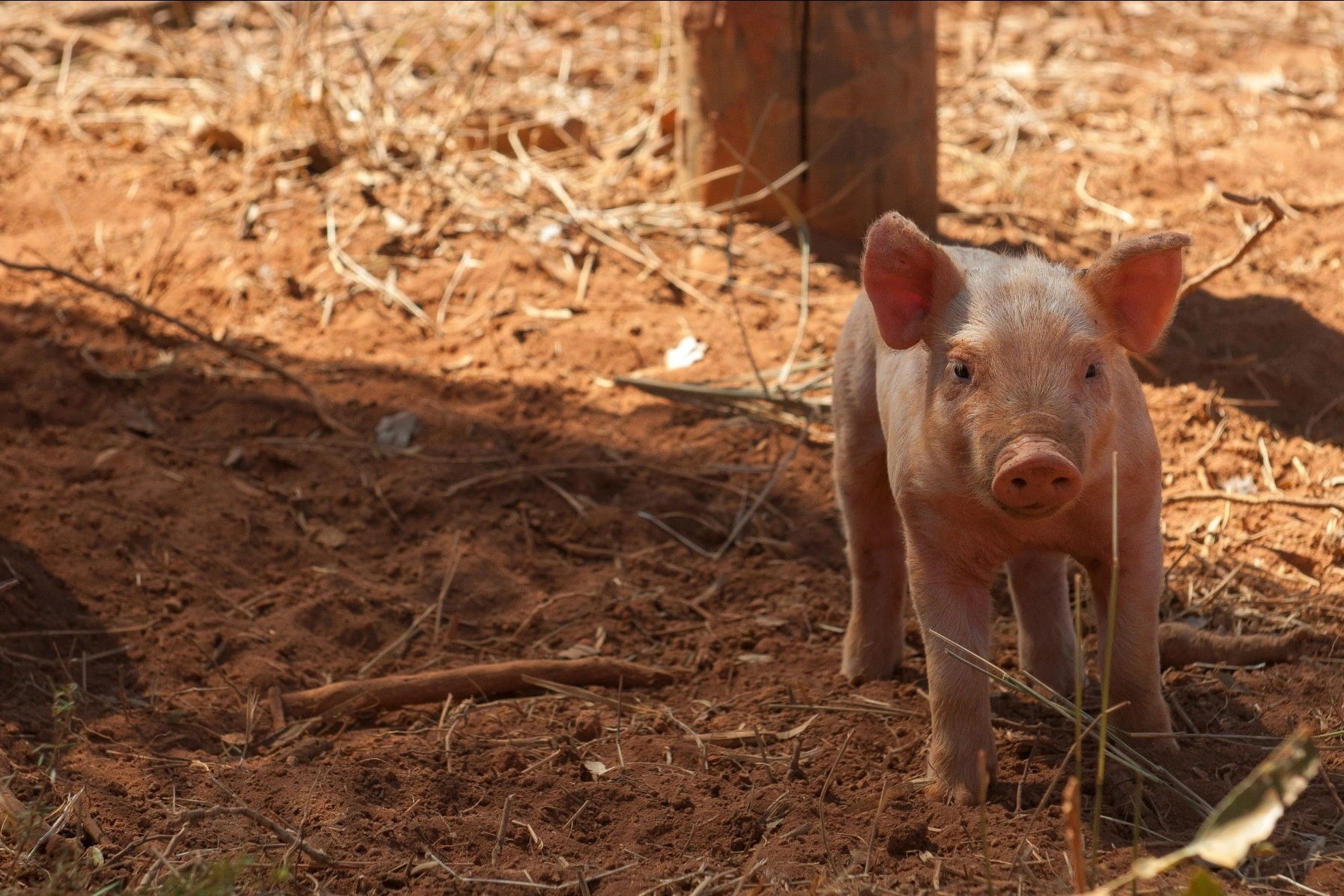 A free range pig at a farm in Brazil