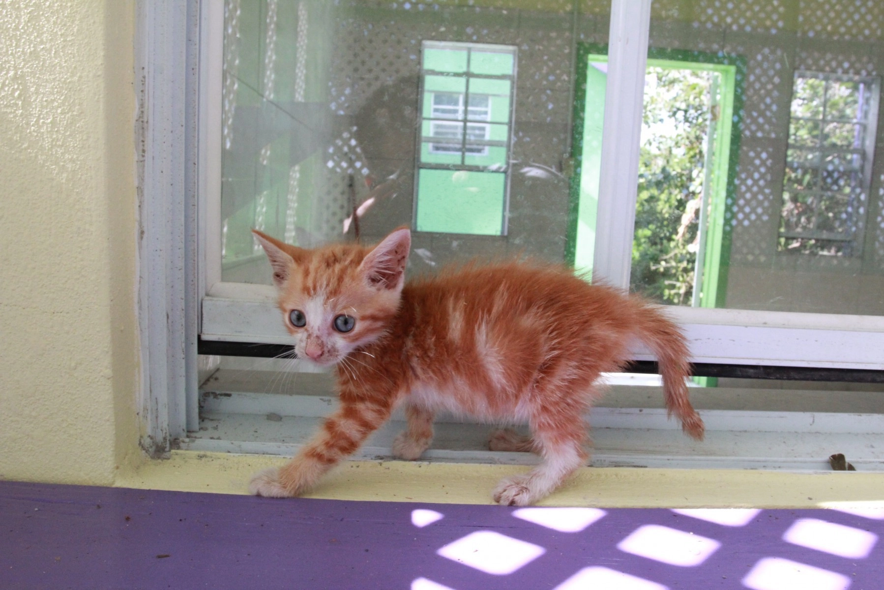 A kitten on a windowsill