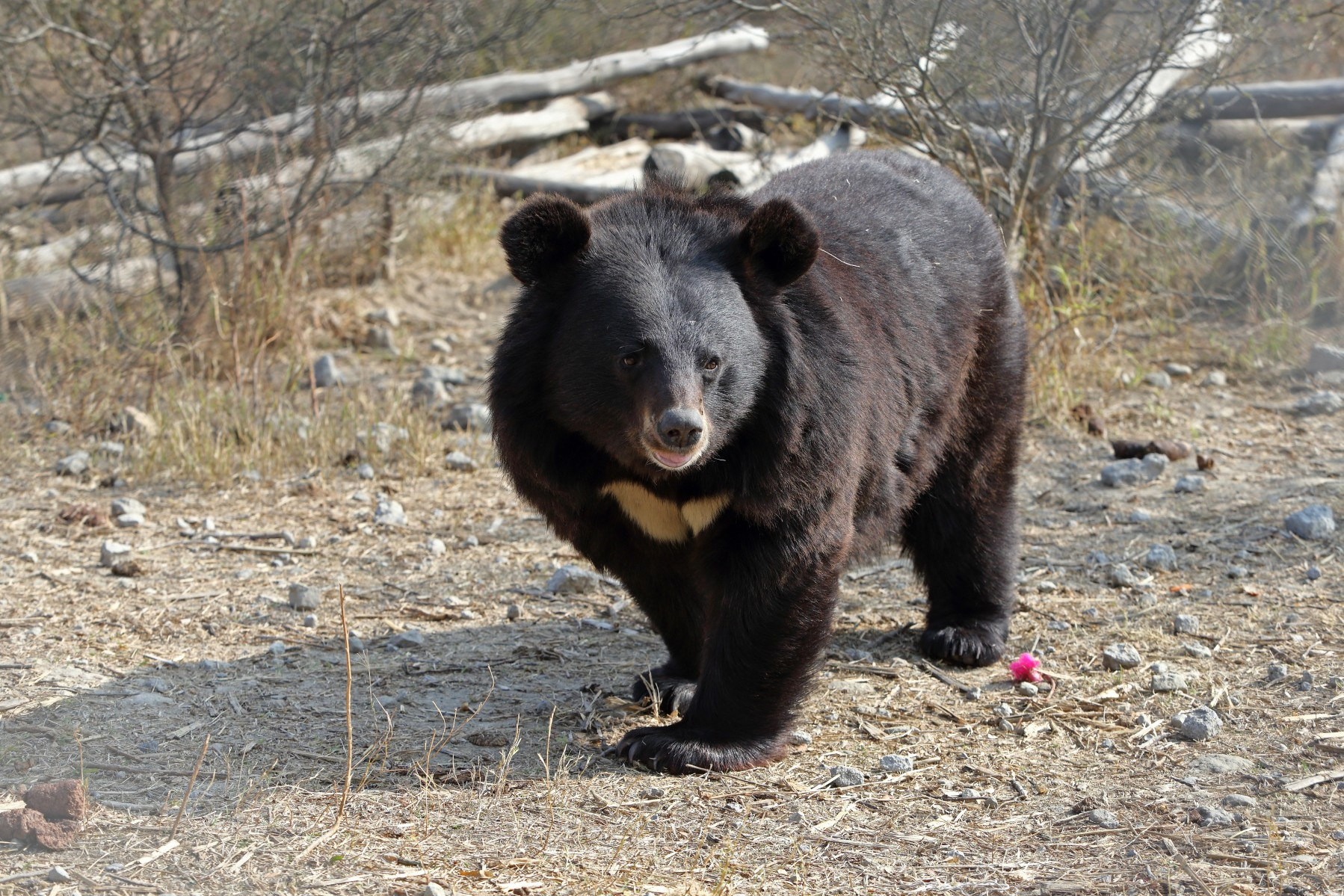 A bear at the Balkasar Bear Sanctuary in Pakistan