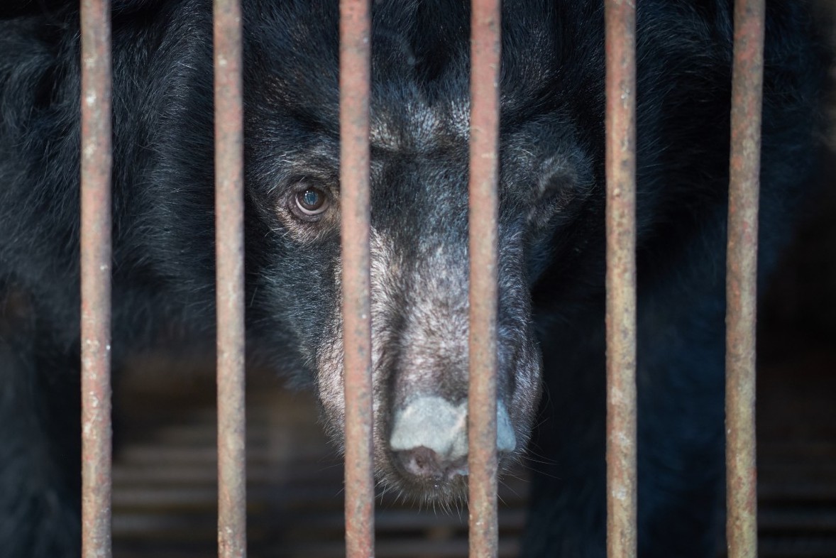 Pictured: a bear kept caged and farmed to fuel the bear bile industry.