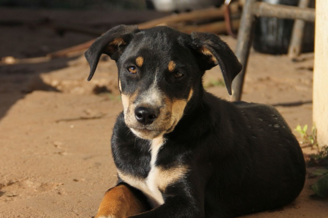 A dog we met during our disaster work after Cyclone Idai