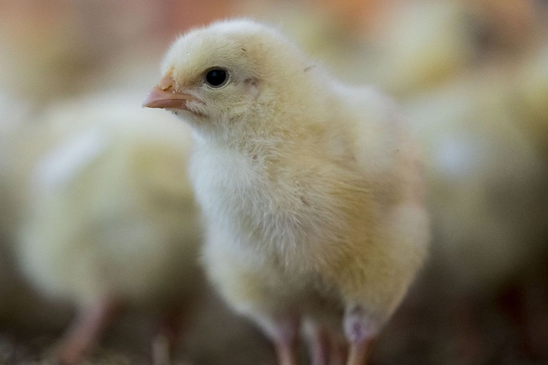 chicks on a farm, change for chickens