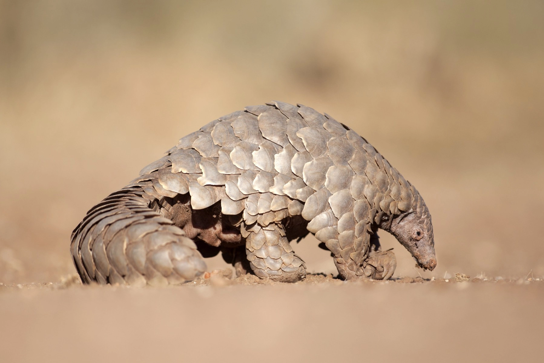 A pangolin in the wild