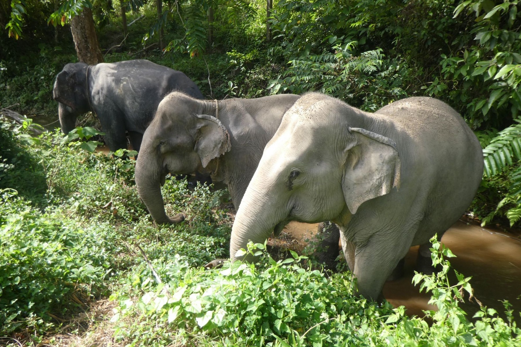 Tanwa (left) with Sow (middle) and Jahn (right) at Following Giants. Tanwa is a 28-year-old male elephant who was previously used in the brutal logging industry. He was transported by ferry to Following Giants in Nov, 2019. Credit: World Animal Protection