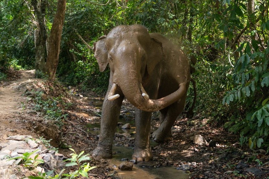 An elephant at the high-welfare venue Following Giants