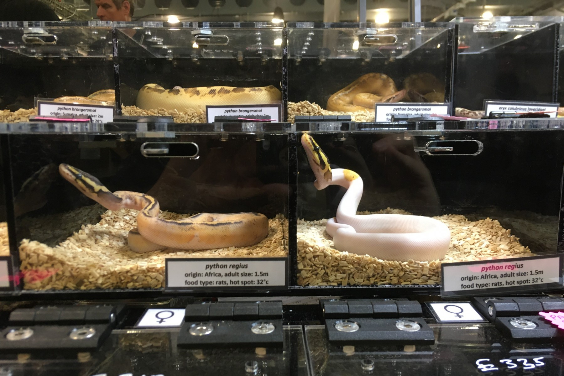 Pictured: Snakes kept in small enclosures at a reptile expo.