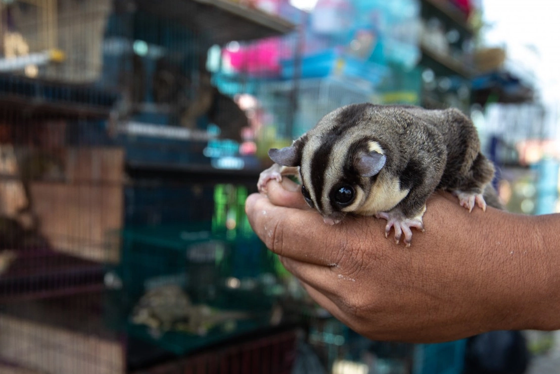Pictured: a sugar glider in front of cages of other animals at a wildlife market in Indonesia.