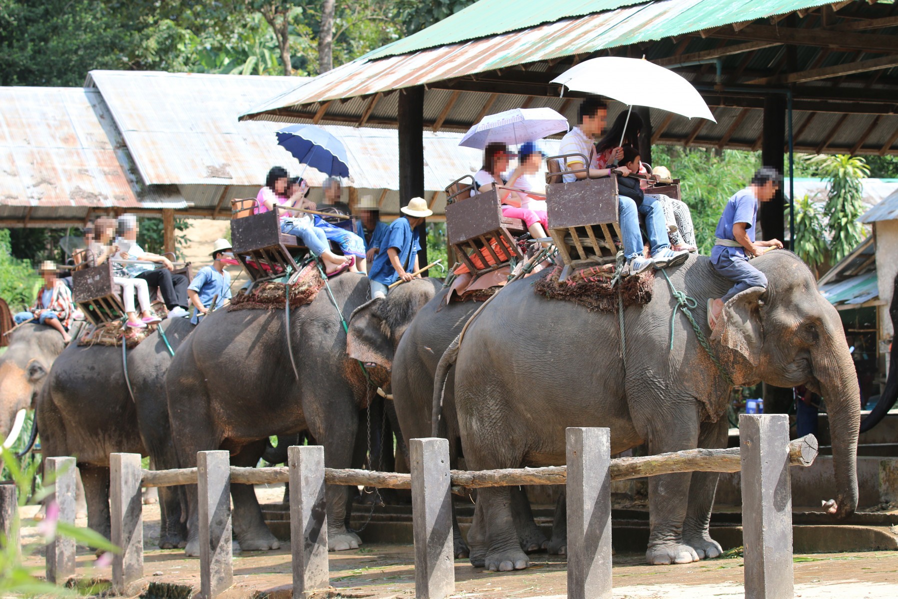 Elephants with tourists sitting on their backs for a ride. 