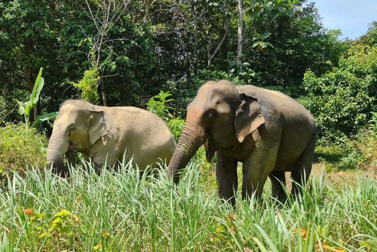 Pictured: Two rescued elephants at Following Giants