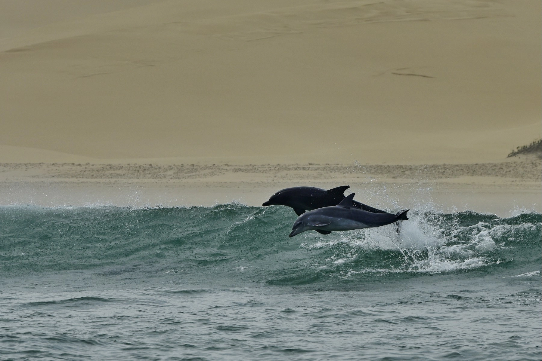 Two wild dolphins jumping out of the water