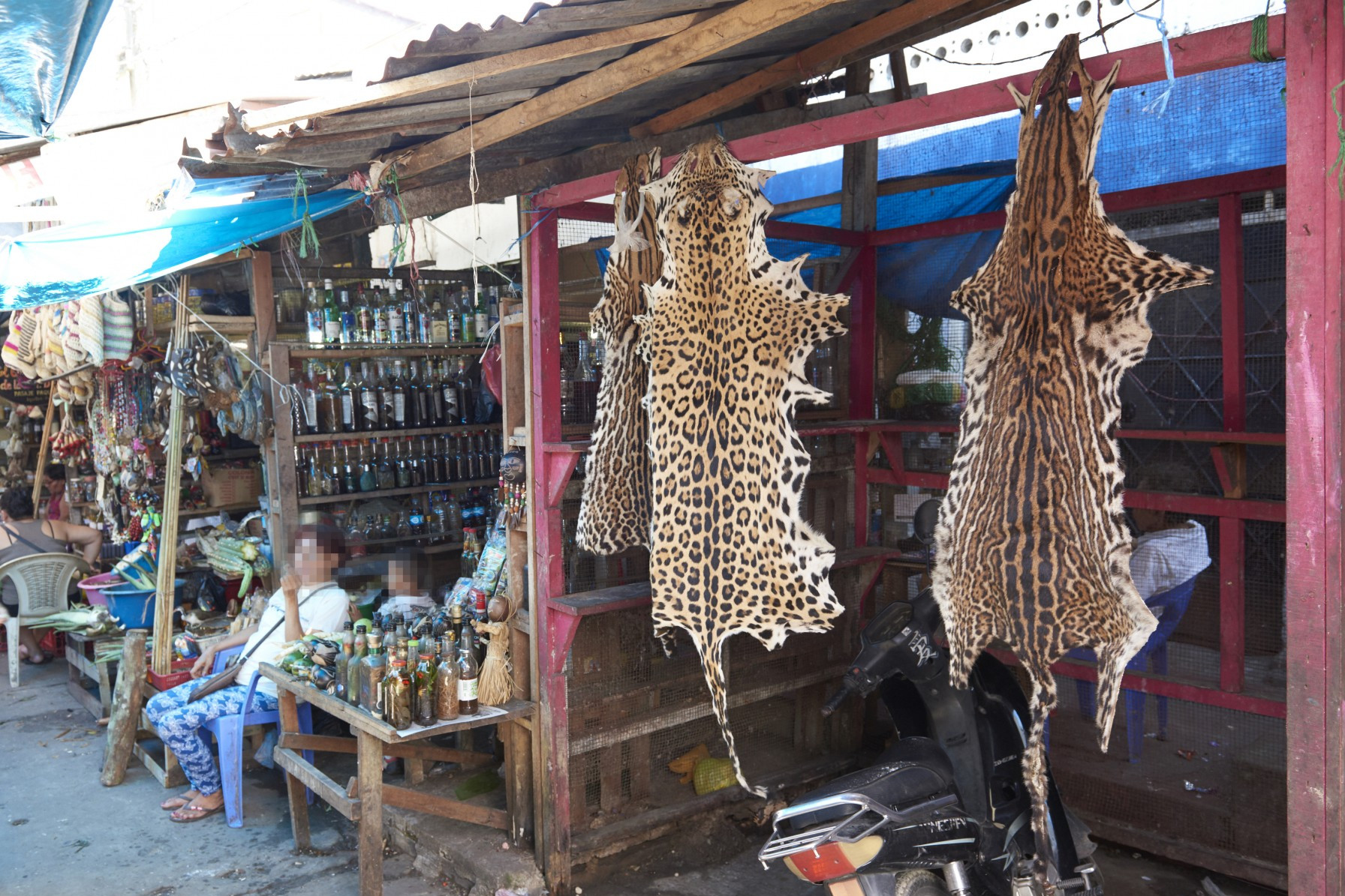 Jaguar skin hanging at the Belén market.
